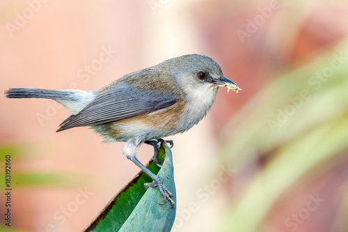 oiseau insectivore endémique de l'île de la Réunion, zosterops borbonicus
