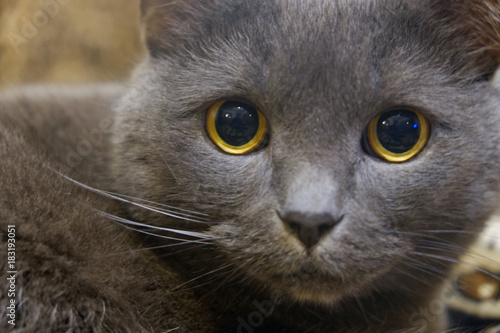 close-up portrait of a gray cat with yellow eyes