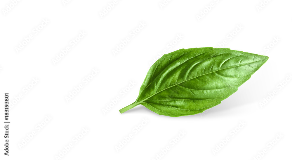 basil leaf isolated on white background basil leaf isolated on white background