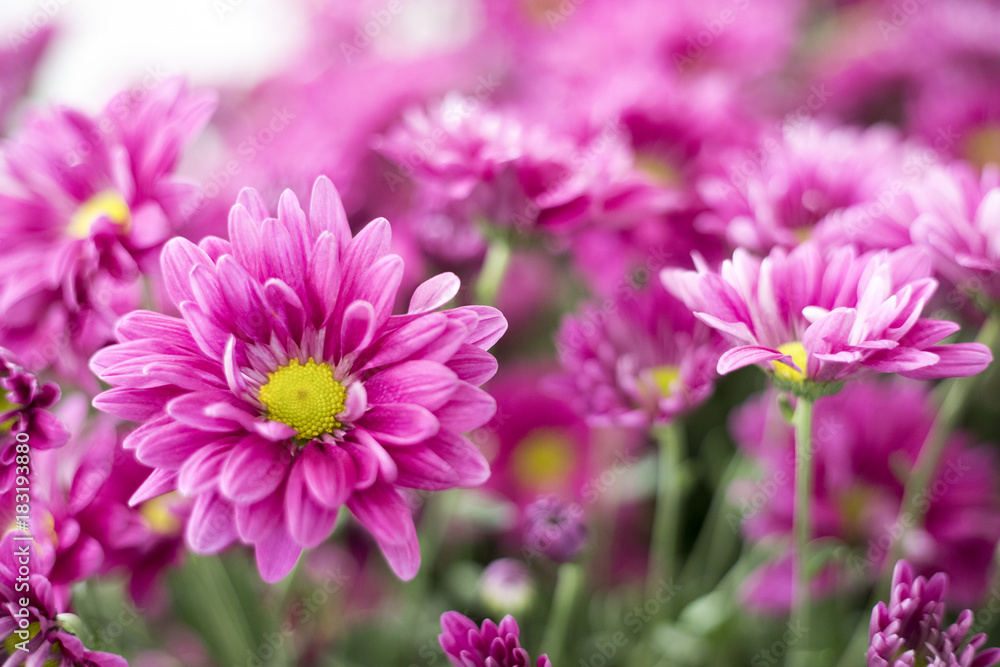 Beautiful pink gerbera flower in the garden Beautiful pink gerbera flower in the garden