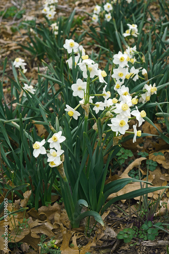 Fototapeta Naklejka Na Ścianę i Meble -  Avalanche daffodil (Narcissus tazetta Avalanche)