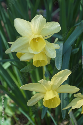 Fototapeta Naklejka Na Ścianę i Meble -  Triandrus dafodil (Narcissus x Stint)