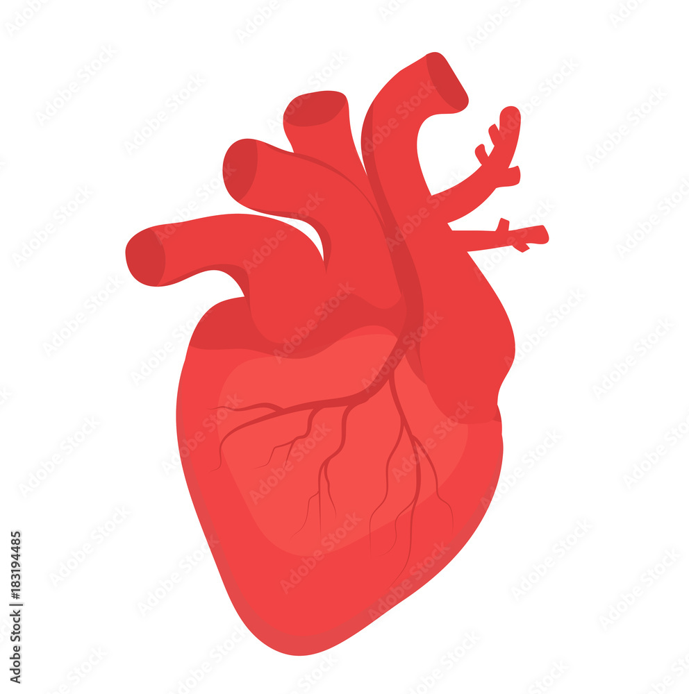Human heart icon, flat style. Internal organs symbol. Anotomy, cardiology, concept. Isolated on white background. Vector illustration Human heart icon, flat style. Internal organs symbol. Anotomy, cardiology, concept. Isolated on white background. Vector illustration