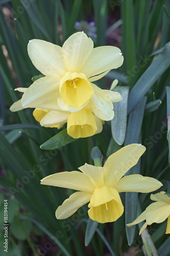Fototapeta Naklejka Na Ścianę i Meble -  Triandrus dafodil (Narcissus x Stint)