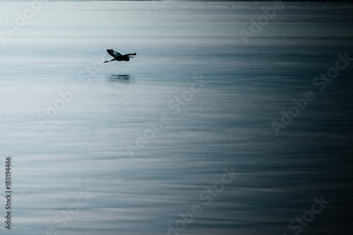 great blue heron bird flying over water © Kathleen