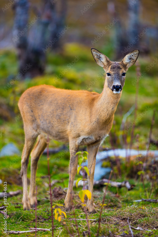 One roe deer in the forest at fall One roe deer in the forest at fall