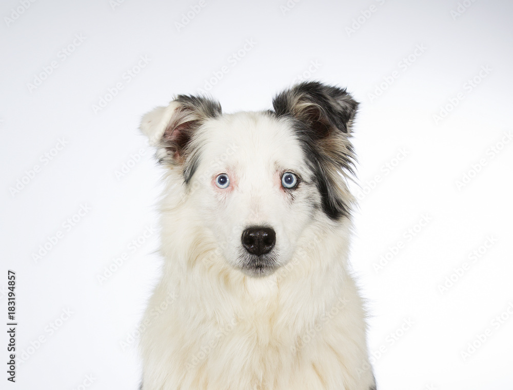 White shepherd blue eyes hotsell