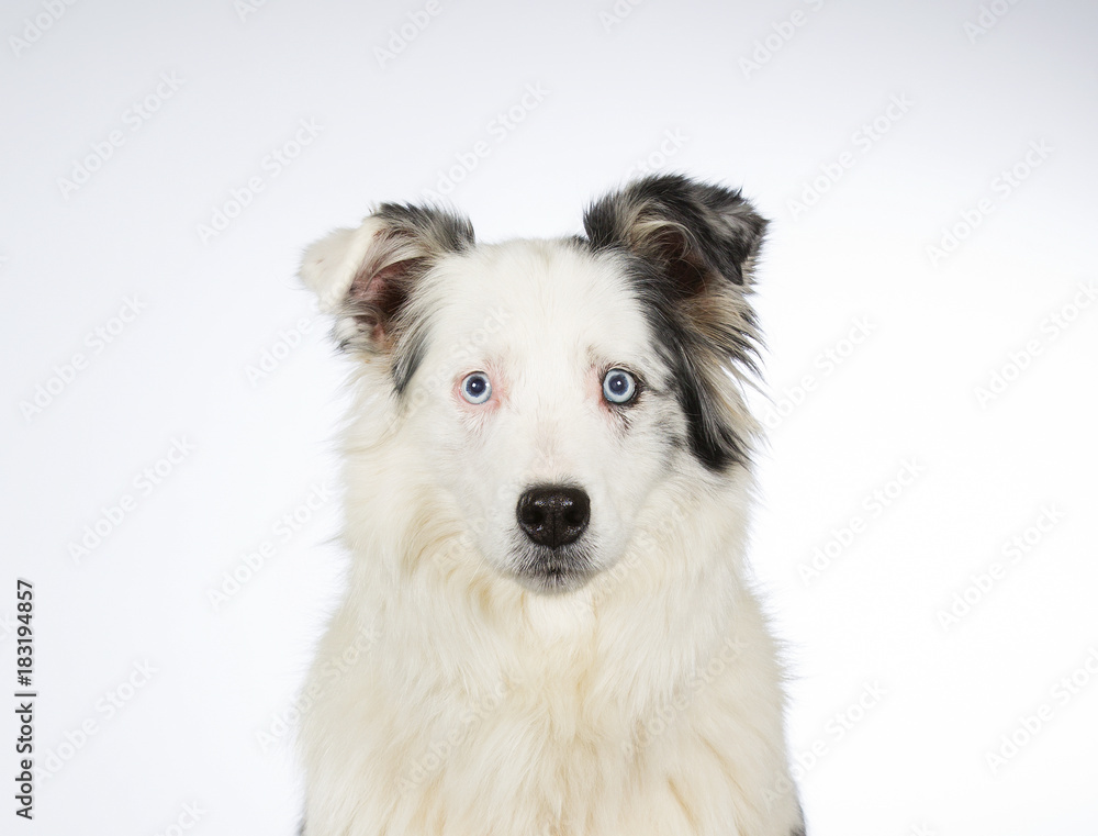 Young Australian shepherd dog portrait. Blue eyes. Image taken in a studio with white background.