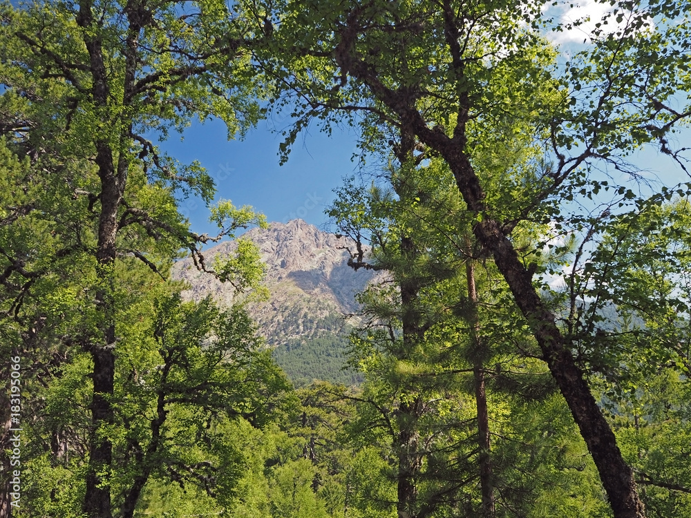 big deciduous and pine trees with view on corsician alpes mountain peak  and blue sky background