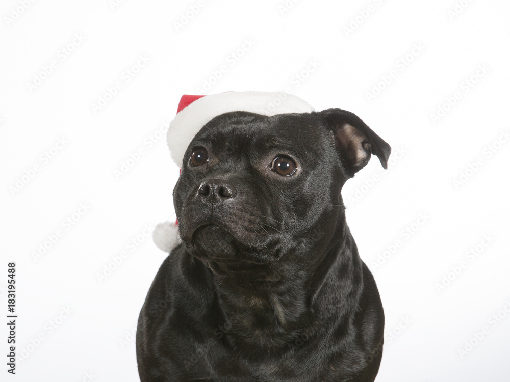 Christmas dog. American staffordshire bull terrier with Christmas hat.