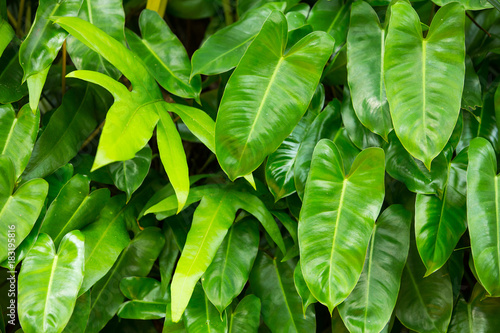 Green leaf texture background,  Green pattern