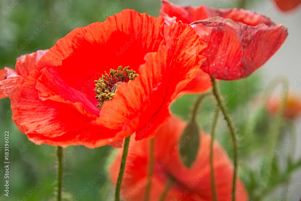Beautiful red poppy flower outside in the garden Beautiful red poppy flower outside in the garden