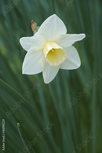 Fototapeta Naklejka Na Ścianę i Meble -  Jonquilla daffodil (Narcissus x Silver Smiles)wer
