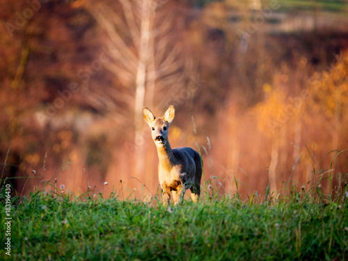 Fototapeta Naklejka Na Ścianę i Meble -  Pasące się sarny w świetle jesiennego zachodzącego słońca