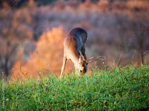 Fototapeta Naklejka Na Ścianę i Meble -  Pasące się sarny w świetle jesiennego zachodzącego słońca