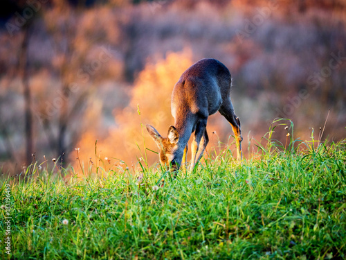 Fototapeta Naklejka Na Ścianę i Meble -  Pasące się sarny w świetle jesiennego zachodzącego słońca