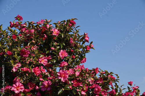 Sasanqua - Camellia sasanqua. © Ken Kojima