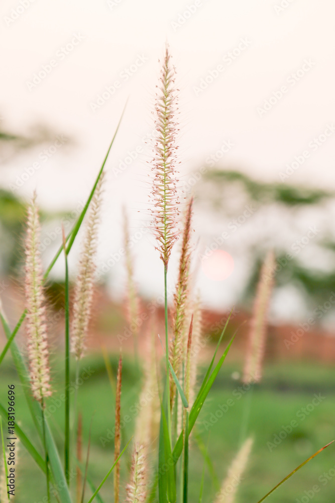 flower grass is blooming on autumn