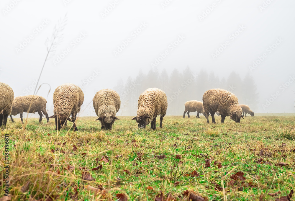 sheep in the fog early in the morning on a pasture sheep in the fog early in the morning on a pasture