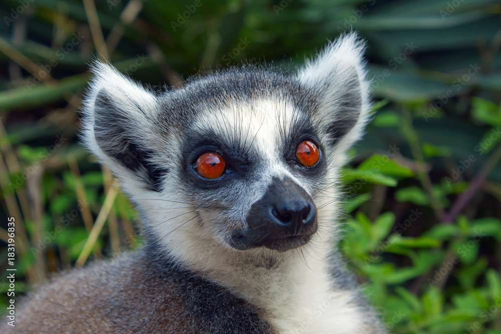 Lemure Lemur Lemure Lemur