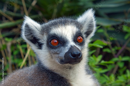 Lemure Lemur