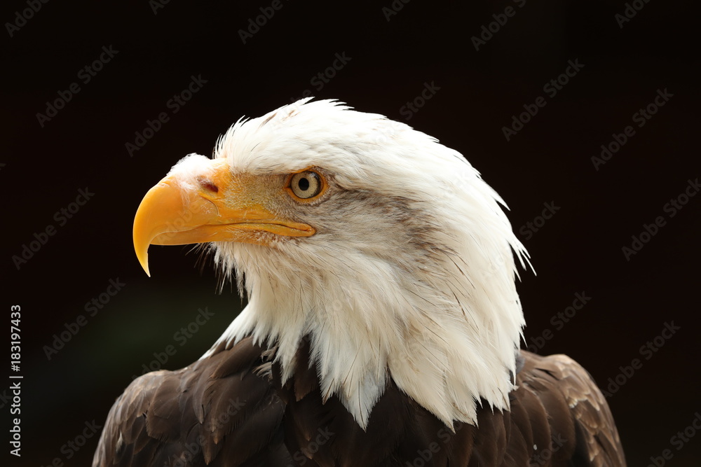 Fototapeta premium Portrait up of a Bald Eagle