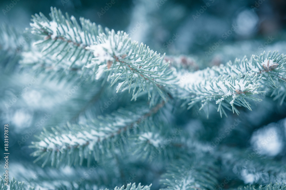 winter tree / season.