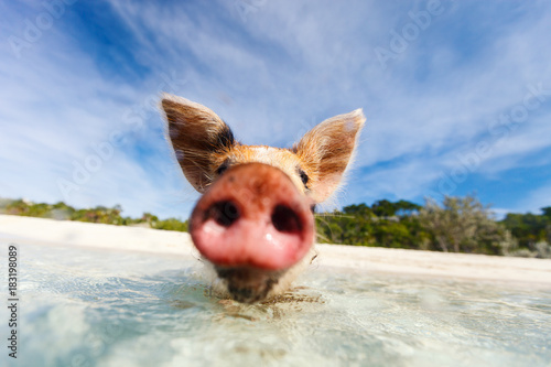 Swimming pigs of Exumas © BlueOrange Studio