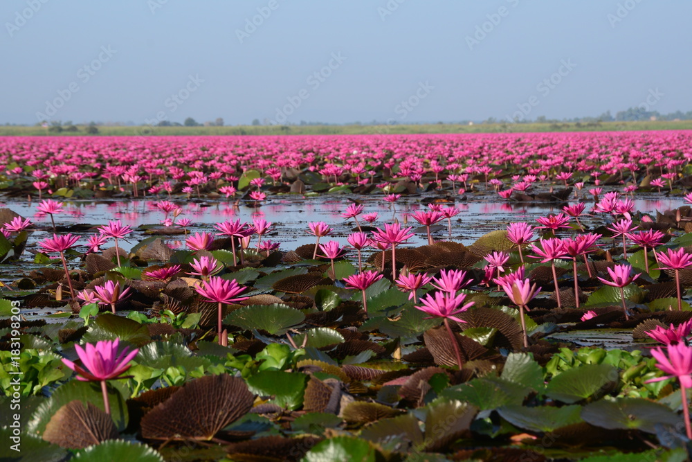 red Lotus sea in the morning, Thailand, lotus, red lotus sea, Udon Thani  Stock Photo | Adobe Stock