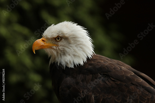 Portrait up of a Bald Eagle