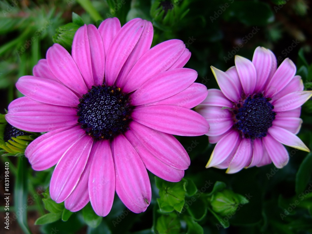 Obraz premium Blume