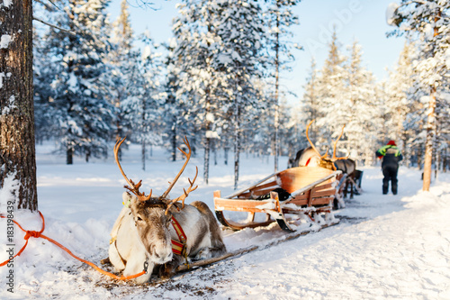 Reindeer safari © BlueOrange Studio