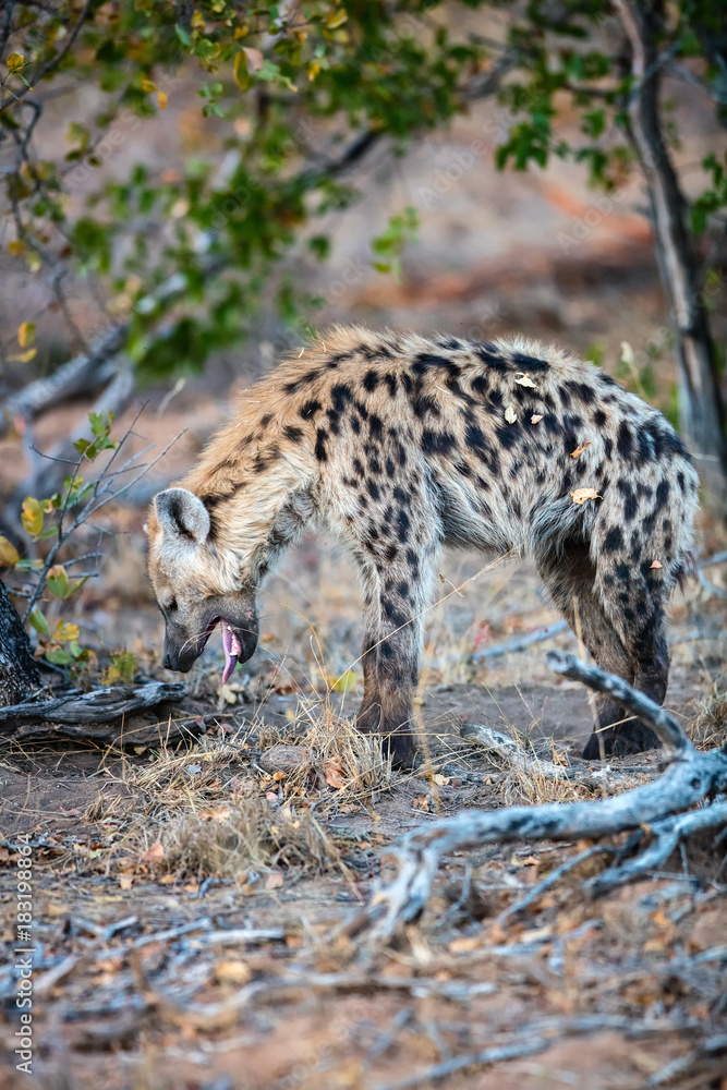 Hyena in Africa
