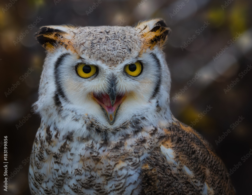 Gesprächiger Kanada-Uhu (Portrait) Gesprächiger Kanada-Uhu (Portrait)