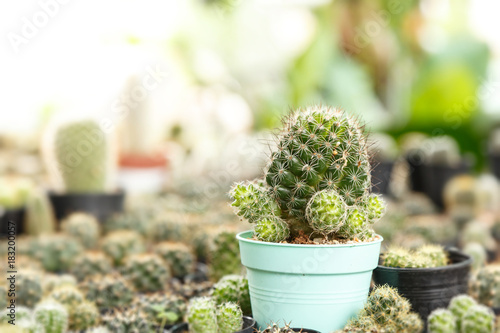 Home and garden decoration with cactus.