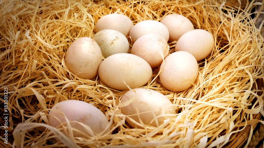 Closeup Fresh Duck's Eggs in Haystack Basket in the Farm Closeup Fresh Duck's Eggs in Haystack Basket in the Farm