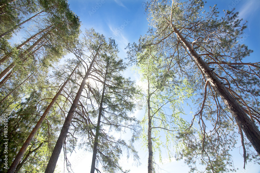 Fototapeta premium Pines on blue sky and sun background in National Park Repovesi, Finland.