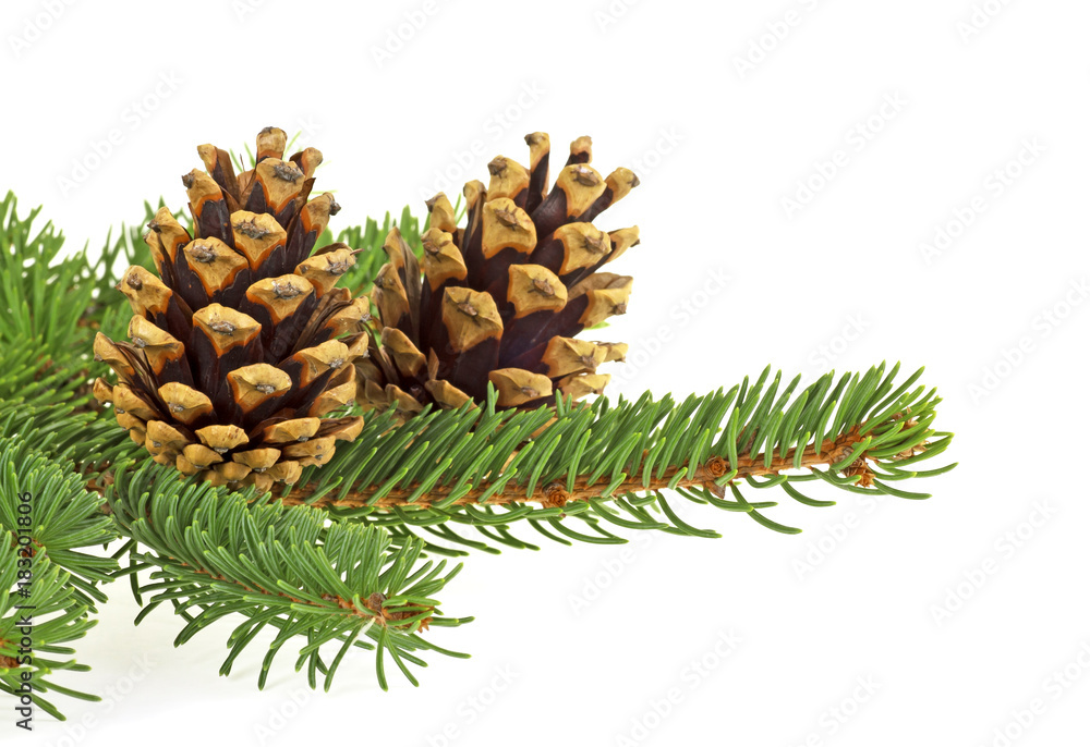 Two pine cones and fir tree branch on a white background, Christmas decoration Two pine cones and fir tree branch on a white background, Christmas decoration