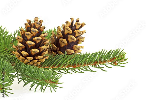 Two pine cones and fir tree branch on a white background, Christmas decoration