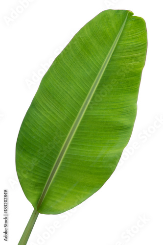 banana leaf isolated on white background, Clipping path