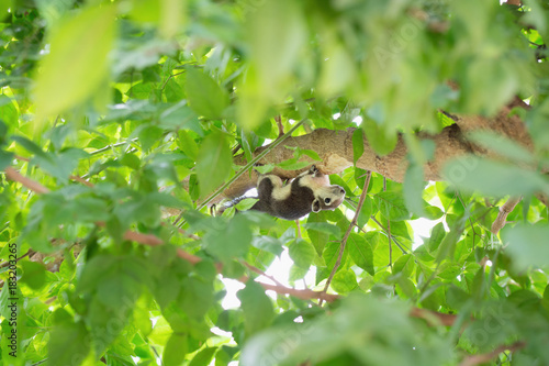 Squirrel on tree