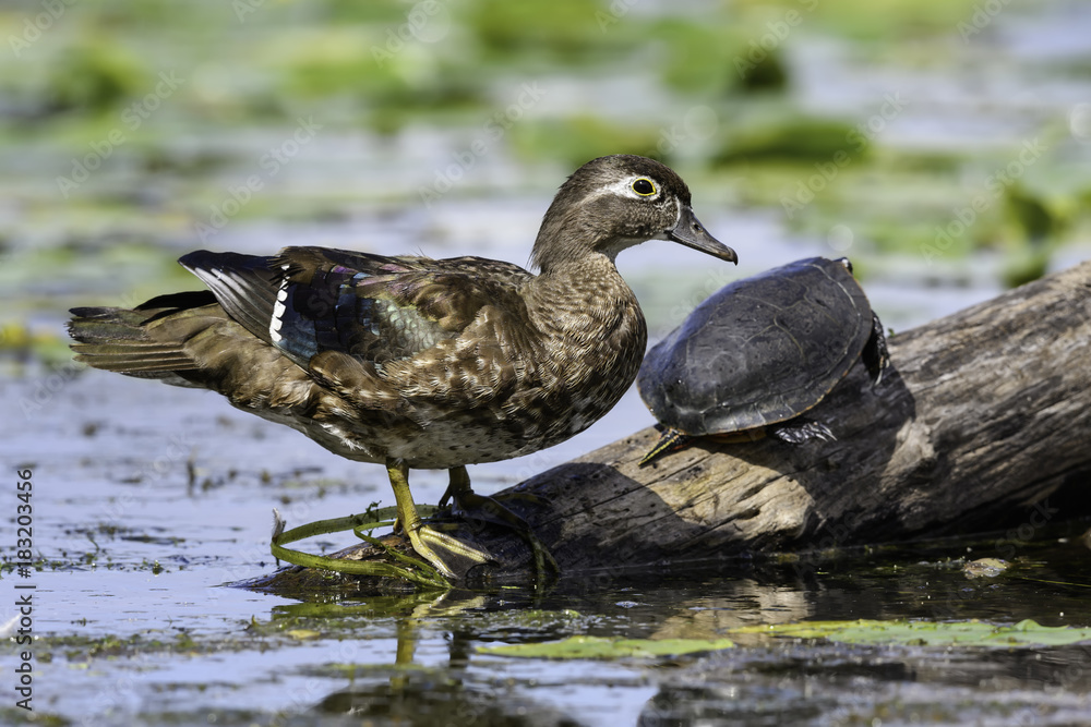Female Wood Duck Standing on a Log with Turtle Female Wood Duck Standing on a Log with Turtle