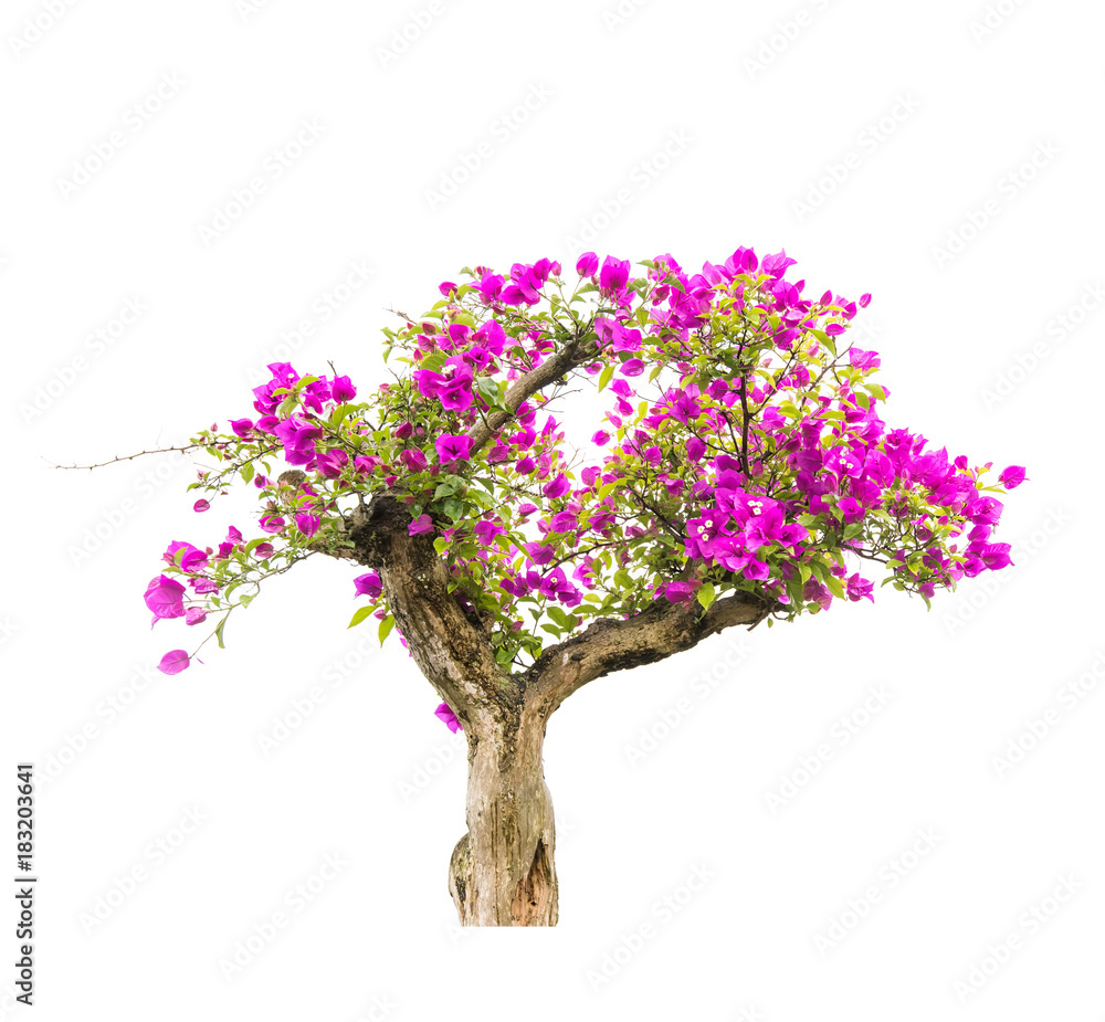 Bougainvillea On White Background Bougainvillea On White Background