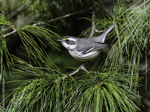 Black-throated Gray Warbler Perched in Pine Tree photo