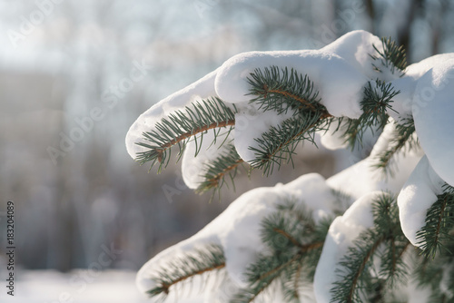closeup small spruce tree in warm morning after snowfall