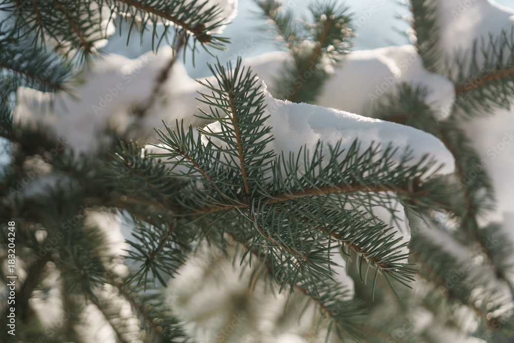 closeup small spruce tree in warm morning after snowfall closeup small spruce tree in warm morning after snowfall