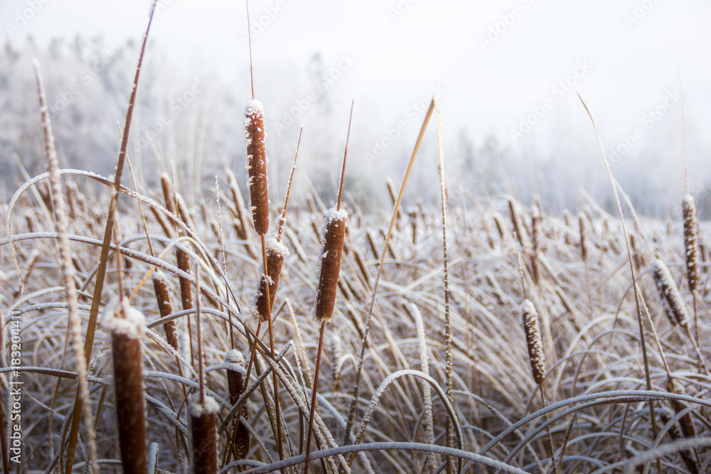 Fototapeta premium winter, frost, nature landscape on the grass covered with frost and snow