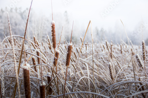 winter, frost, nature landscape on the grass covered with frost and snow