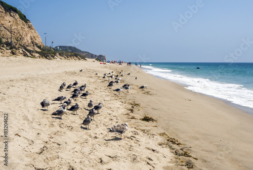 Zuma Beach with seagulls - Zuma Beach, Los Angeles, LA, California, CA, USA photo