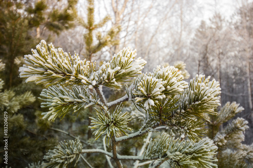 Pine tree branches covered with snow frost in cold tones.